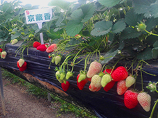 草莓生長苗