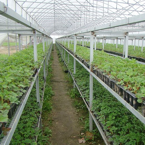 自從選擇了艷九天草莓苗后，幫助我們草莓種植戶徹底解決了種植難題。